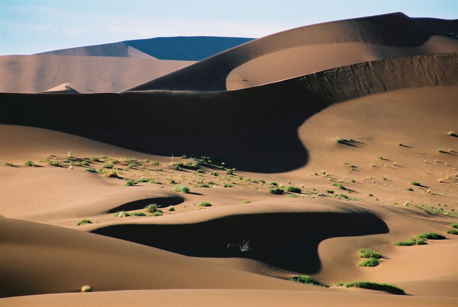 Morning Desert Safari