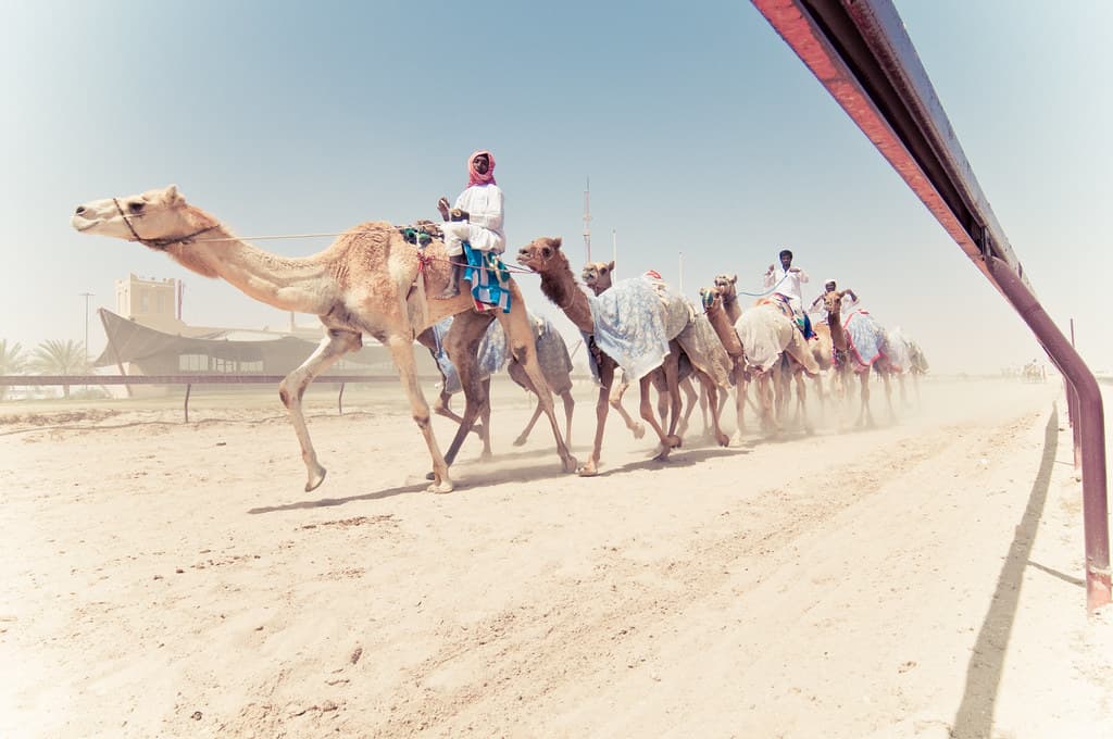 Camel Riding in the Dubai Desert: What to Expect, Tips & the History Behind It